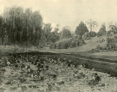 Étang aux nénuphars, jardins botaniques de Brisbane, 1901 - Unbekannt