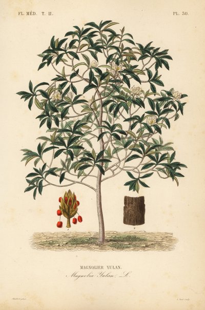 Magnolia yulan, Magnolia denudata, Magnolia yulan, Magnolier yulan - Unbekannt