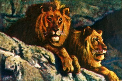 Lions, c1928 - Unbekannt