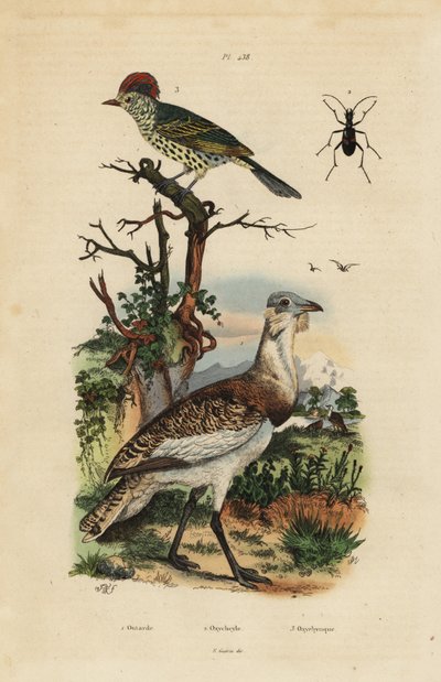 Outarde brune, Eupodotis humilis, et bec-pointu, Oxyruncus cristatus - Unbekannt