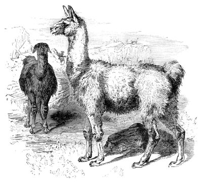 Lamas, vers 1880 - Unbekannt