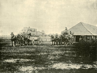 Chargement de laine, Warrawooh Station, Wimmera, 1901 - Unbekannt