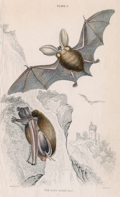 Grand Murin Plectorus auritus, 1828 - Unbekannt