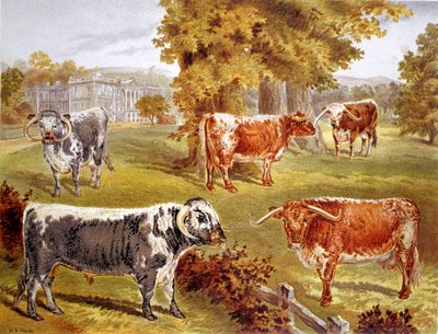 Bétail Longhorn appartenant à Sir John Harpur-Crewe, Calke Abbey, 1885 - Unbekannt