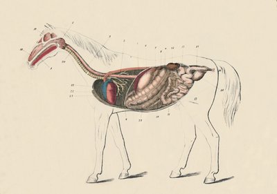 Section longitudinale du cheval, vers 1879 - Unbekannt