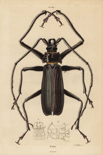 Coléoptère Macrotoma hayesii - Unbekannt