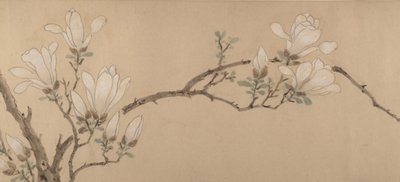 Magnolia - Unbekannt