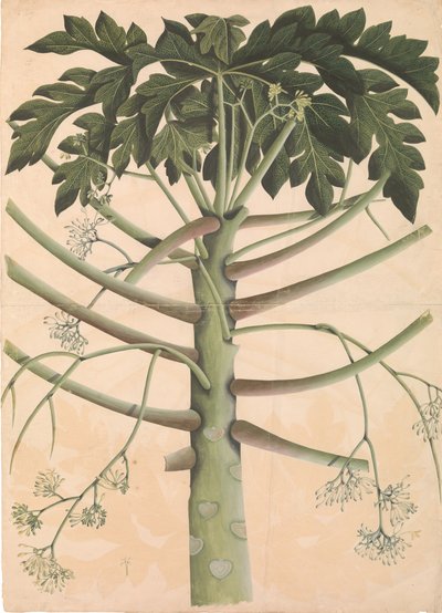 Papayer mâle, vers 1790-1800 - Unbekannt