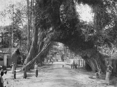 Vieux figuier pittoresque Ficus indica sur la route Clombo-Galle près de Kalutara, 1926 - Unbekannt
