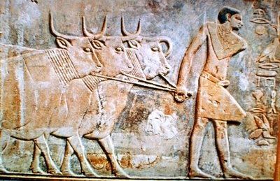 Homme menant du bétail, bas-relief du tombeau de Ptahhotep, Saqqarah, Égypte, 24ème siècle av. J.-C. - Unbekannt