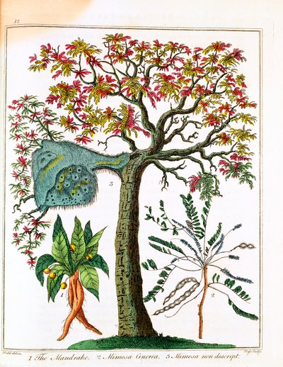Mandragore, plante sensible et acacia - Unbekannt