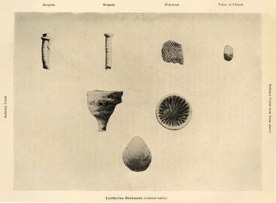 Organismes marins, grossissement 1 12, c1908 - Unbekannt