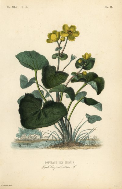 Populage des marais, Caltha palustris, Populage des marais - Unbekannt