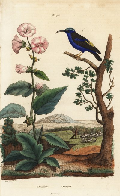Guimauve, Althaea officinalis, et sucrier pourpré, Cyanerpes caeruleus - Unbekannt