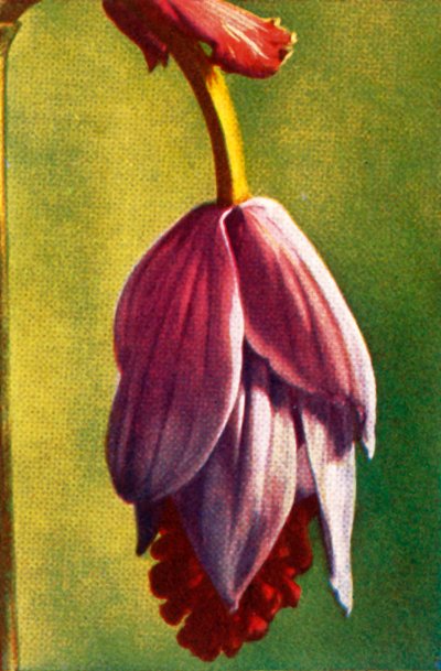 Medinilla, vers 1928 - Unbekannt