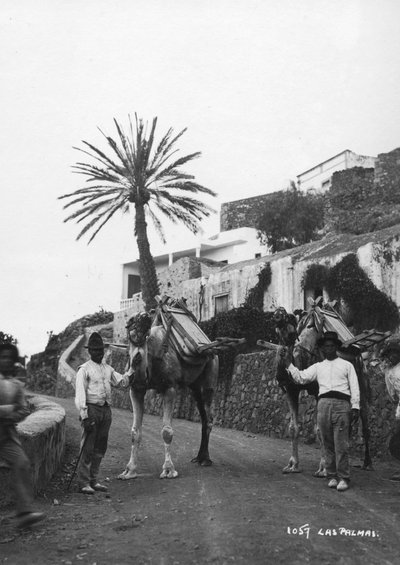 Hommes avec des chameaux, Las Palmas, Grande Canarie, Îles Canaries, Espagne, vers 1920-1930 - Unbekannt