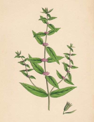 Mentha gracilis, var. genuina. Menthe grêle, 19e siècle - Unbekannt