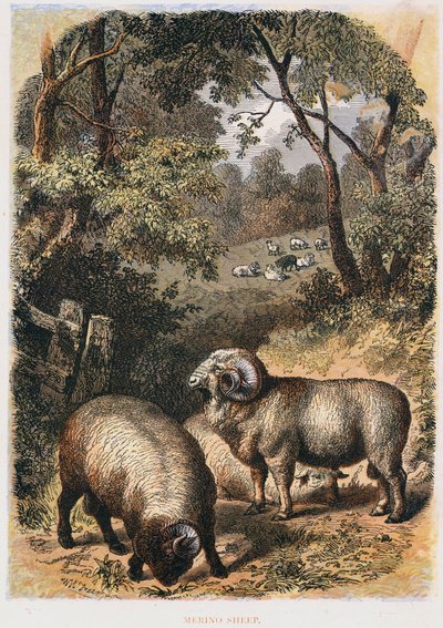 Moutons mérinos, vers 1860 - Unbekannt