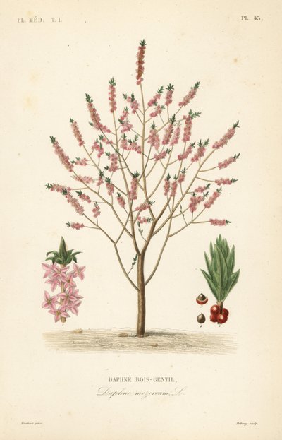 Bois-gentil, Daphne mezereum - Unbekannt