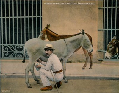 Traite des ânes, La Havane, Cuba, vers 1920 - Unbekannt