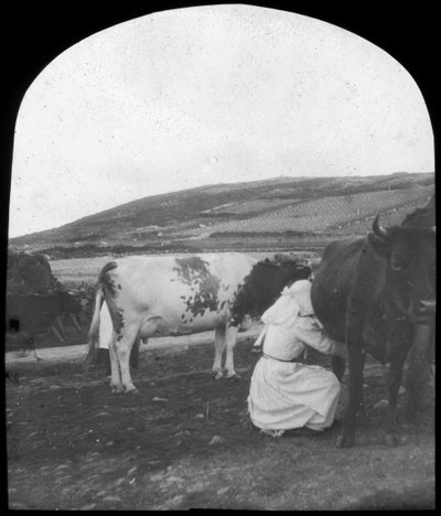 Traite des vaches, fin 19ème ou début 20ème siècle - Unbekannt