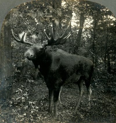 Monarque de tout ce que je vois, 1899 - Unbekannt