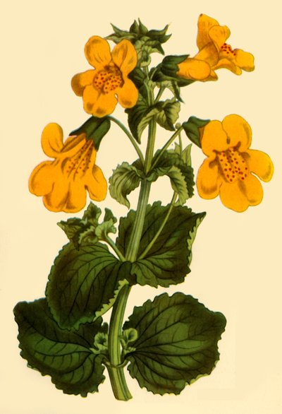 Fleur de singe, 1812, 1944 - Unbekannt