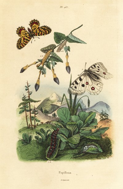Papillon Apollon des montagnes, Parnassius apollo 1, et feston méridional, Zerynthia polyxena 2, larve et chrysalide - Unbekannt