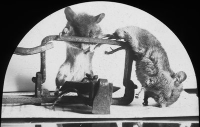 Piège à souris ou à rat, fin du 19e ou début du 20e siècle - Unbekannt