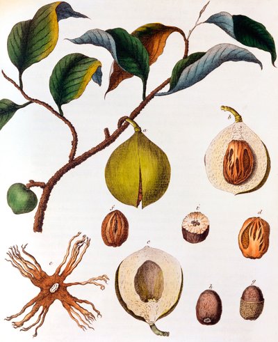 Myrsitica fragrans - muscade, vers 1798 - Unbekannt