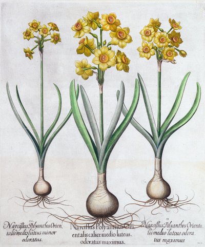 Narcisse, 1613 - Unbekannt