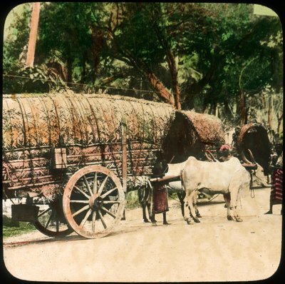 Charrette à bœufs indigène, Ceylan, fin 19ème ou début 20ème siècle - Unbekannt