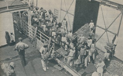 Autochtones chargeant des bananes à Kingston, Jamaïque, chantent des psaumes écossais, 1937 - Unbekannt