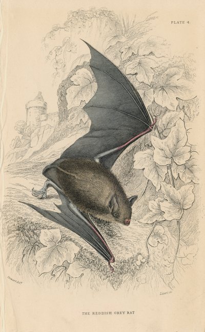 Chauve-souris de Natterer Myotis nattereri, 1828 - Unbekannt