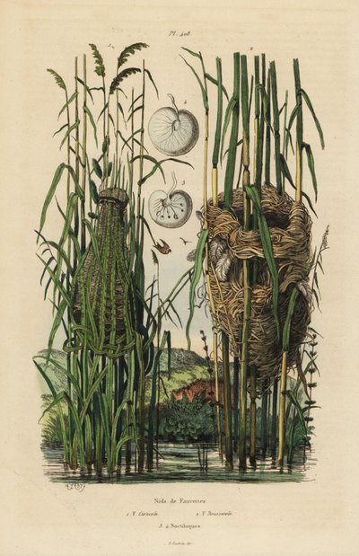 Nids de la cisticole des joncs, Cisticola juncidis, et de la rousserolle effarvatte, Acrocephalus scirpaceus - Unbekannt