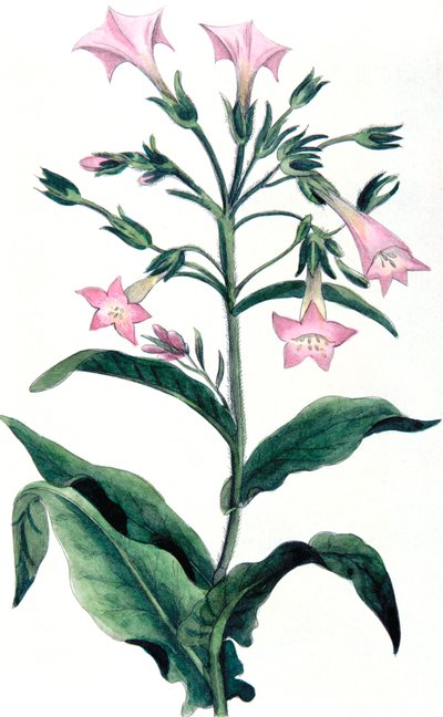 Nicotiana tabacum - plante de tabac, 1823 - Unbekannt