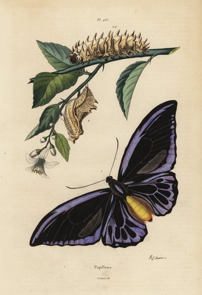 Ornithoptère du Nord, Ornithoptera priamus urvillianus 1, et chrysalide et larve de l