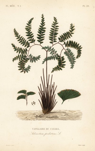 Capillaire du Canada, Adiantum pedatum - Unbekannt
