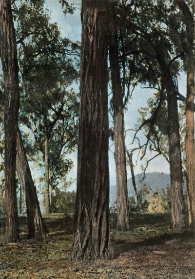 Nouvelle-Guinée. Le Bois de Fer, Papouasie-Nouvelle-Guinée - Arbres de fer, 1900 - Unbekannt