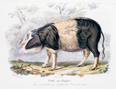 Ancienne race de porc anglais, 1842 - Unbekannt