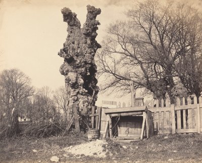 Vieil arbre près de Chatham, années 1850 - Unbekannt