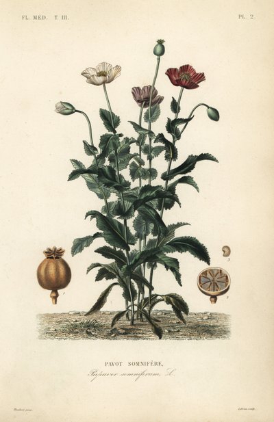 Pavot somnifère, Papaver somniferum, Pavot somnifère - Unbekannt