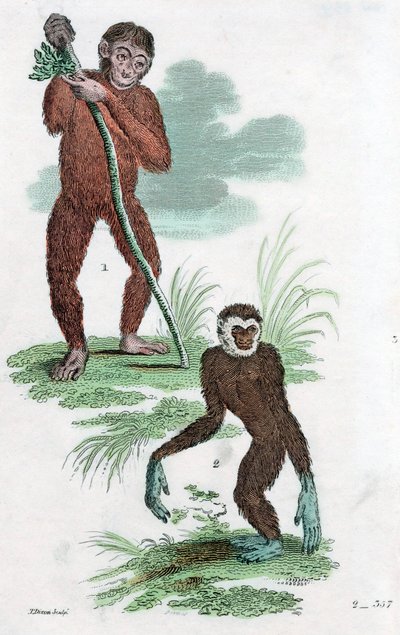 Orang-Outan et Gibbon, 1822 - Unbekannt