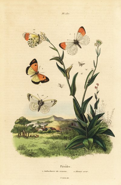Papillon pointe d