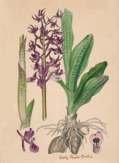 Orchis mascula. Orchis mâle - Unbekannt