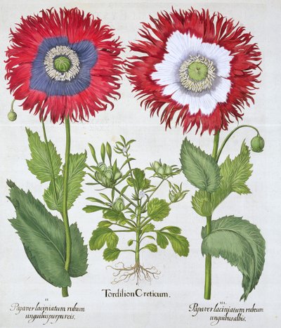 Pavots ornementaux, 1613 - Unbekannt
