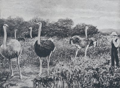 Autruches, 1924 - Unbekannt