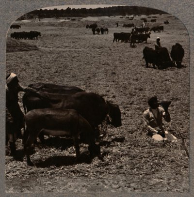 Bœufs foulant le maïs, vers 1900 - Unbekannt