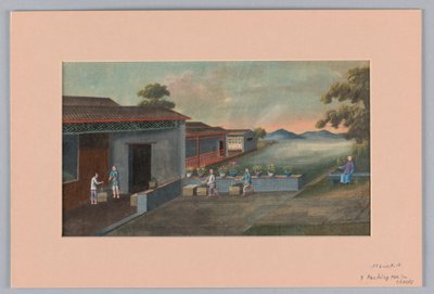 Emballage du thé dans des caisses, 1890-1910 - Unbekannt