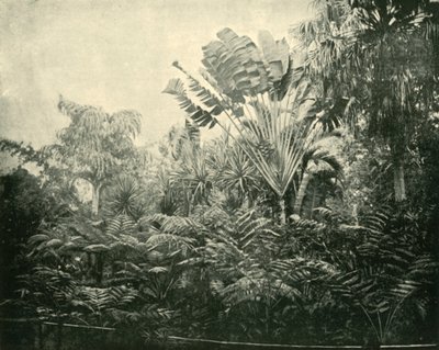 Île des Palmiers et des Fougères, Jardins Botaniques, Brisbane, 1901 - Unbekannt